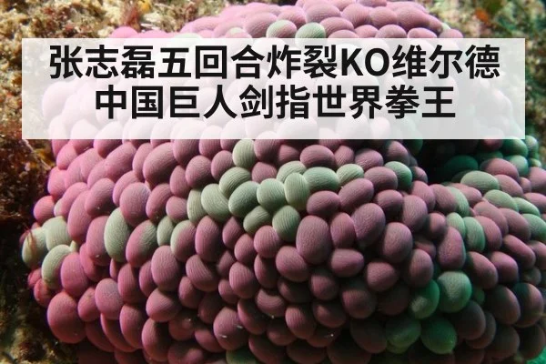 张志磊五回合炸裂KO维尔德中国巨人剑指世界拳王